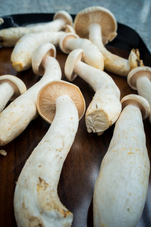 Table Top shot of Big Milky Mushroom, Calocybe Indica with long body stump and big circular crown. . Indiaの写真素材