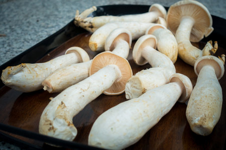 Table Top shot of Big Milky Mushroom, Calocybe Indica with long body stump and big circular crown. . Indiaの写真素材
