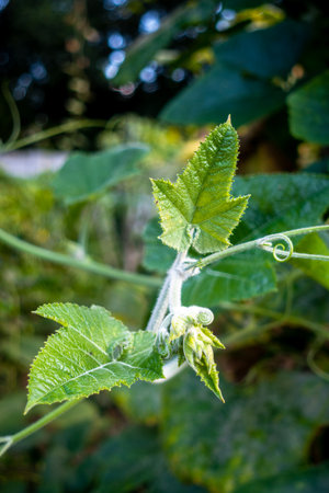 Pumpkin vine with leaves and yellow fruit flowers. Indian Organic Garden.の写真素材
