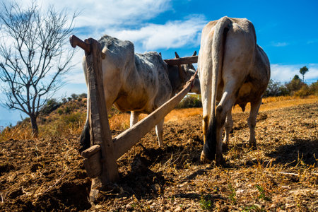 A pair of Ploughing Oxen tied on a Traditional Ploughing Equipment also called Hal in India. Himalayan region of Uttarakhand, India.の写真素材