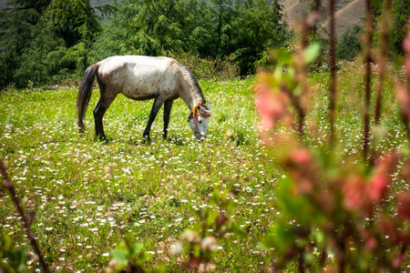 A white horse grazing in the meadows of Himalayan region with beautiful landscapes and pine tree line in the background. Uttarakhand India.の写真素材
