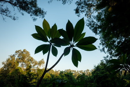 Creative plant leaves with blue sky and tree canopy in the background. Nature and environment theme.