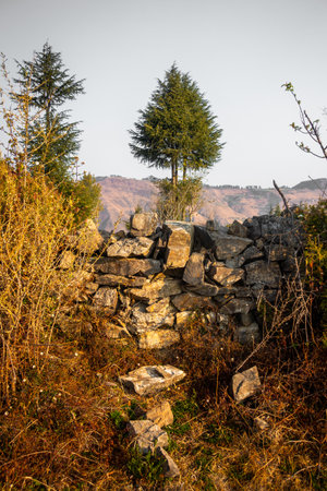 Stunning deodar Cedar tree in the Himalayan landscape, surrounded by beautiful mountains and natural scenery.の写真素材