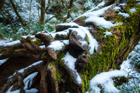 Winter in the Himalayan woodlands: Snow-covered trees in Uttarakhand, India. Captivating natural beautyの写真素材
