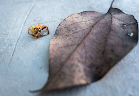 Close-up of Two-Striped Jumper, a vibrant Jumping Spider from Asian rainforests, India. Intriguing...