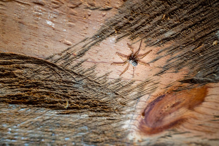 the barn funnel weaver spider (Tegenaria domestica) on a wooden ceiling in Uttarakhnad, India.