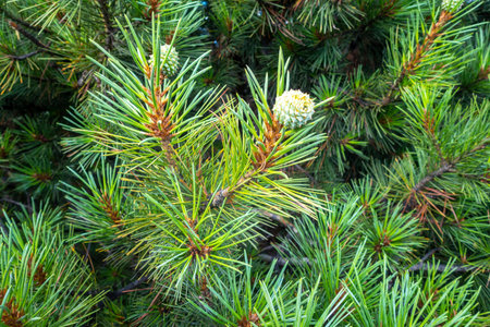 Detailed close-up: leaves & young fruit buds of Pinus roxburghii commonly known as chir pine or...