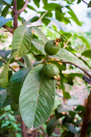 Closeup of young Guava fruits on an organic farm in India, showcasing sustainable agriculture. Nutrient-rich and healthy diet optionの写真素材