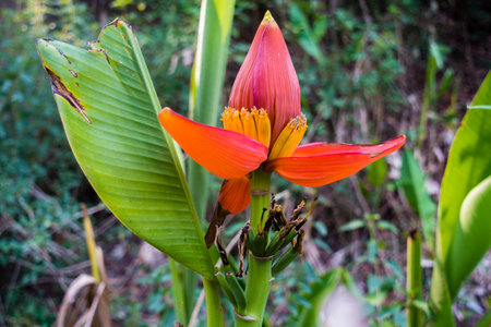Young banana tree bud with small fruits: Organic farming and sustainable agriculture in Indiaの写真素材