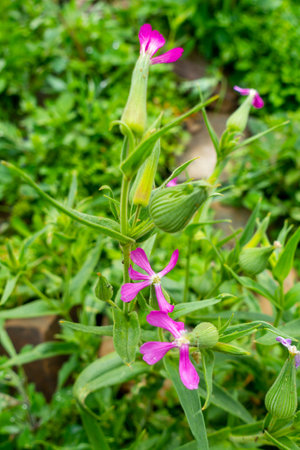 Macro capture of Silene conoidea, a purple-flowered species known as weed silene and large sand catchfly, in the Himalayan region of Uttarakhand, Indiaの写真素材