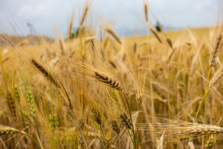 Ripe wheat fields in the Himalayan countryside of Uttarakhand, India, ready for harvest.の写真素材
