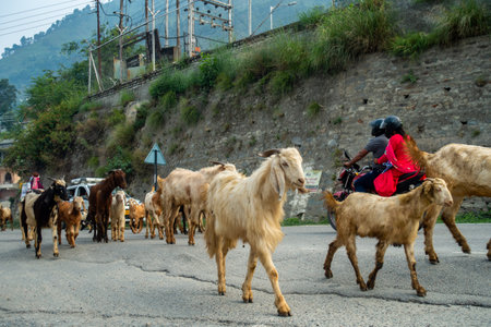 July25th2024, Himachal Pradesh, India. ountain goats and sheep walking in a herd on the roads of Himachal Pradesh, Chamba, India.の写真素材