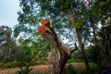 A cut-out of a eucalyptus tree branch revealing its inner wood and textures, highlighting the effects of deforestation on the outskirts of Dehradun City, Uttarakhand, India.の写真素材