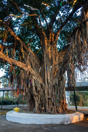 Sacred Peepal Tree: Worship Site for Hindus in Uttarakhand, India. Symbolic Roots and Branches of...