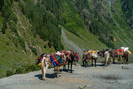 Mountain horses and mules with saddle bags for carrying supplies, the higher Himalayas. These animals are crucial for transporting goods to remote villages, reflecting nomadic Himalayan life.の写真素材