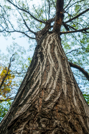 Close-up shot of textured bark of an Oak tree (Quercus) in a botanical garden in Punjab, Indiaの写真素材