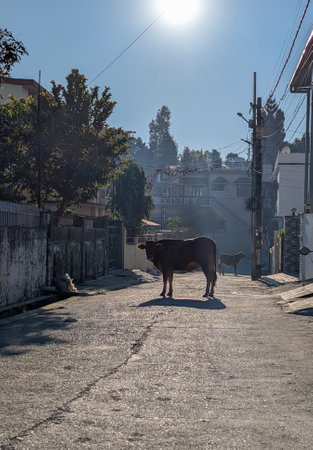 Stray red Badri cows (Bos indicus) and a calf on a road in Dehradun City, India. Capturing the...