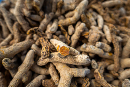 Dry organic Indian Termeric Root (Curcuma longa). Turmeric (Curcuma longa) is a spice, widely used in Asian cooking.の写真素材