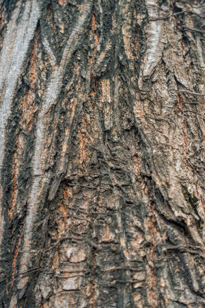 Close-up shot of textured bark of an Oak tree (Quercus) in a botanical garden in Punjab, Indiaの写真素材