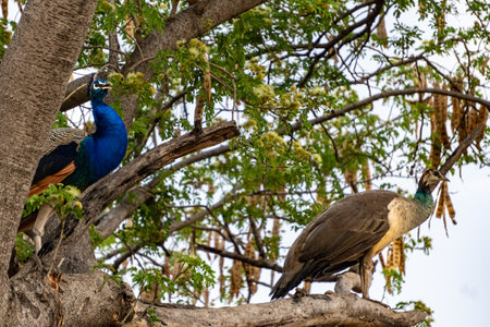 A majestic Indian peacock and peahen (Pavo cristatus) couple perched on a tree branch in the forest.の写真素材