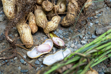 The peanut (Arachis hypogaea), also known as the groundnut, Freshly Harvested with Leaves - Uttarakhand, India - Agriculture Stock Imagesの写真素材