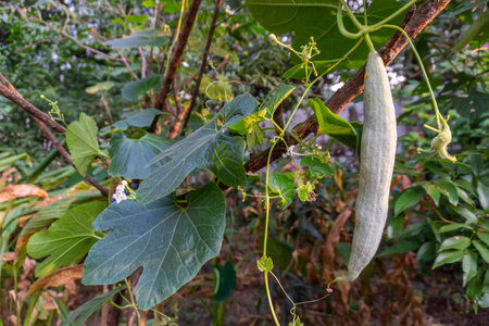 Explore the lush growth of snake gourd fruit and leaves, with its vine gracefully tangling in an...