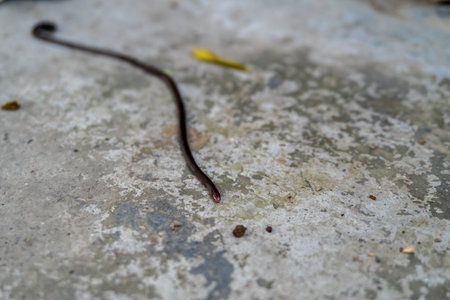 Close-up of a garden earthworm (Lumbricus terrestris) untangling on the surface.の写真素材