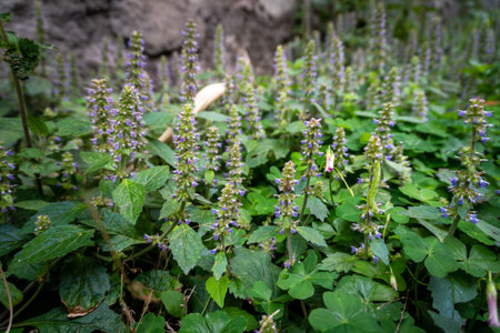 Vietnamese balm (Elsholtzia ciliata) plant and flowers thriving in the natural beauty of...