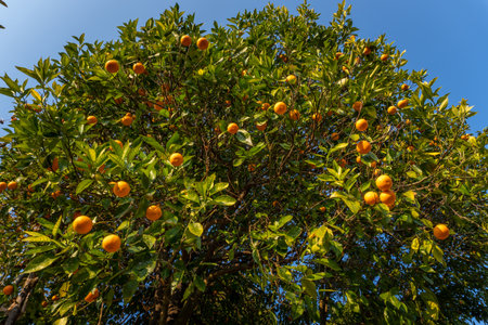 Malta or Blood Orange Citrus fruit tree in Pauri Garhwal, Uttarakhand, Indiaの写真素材