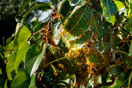 Red Ants Colony: Tree Branch with Folded Green Leaves - Nature's Microcosm