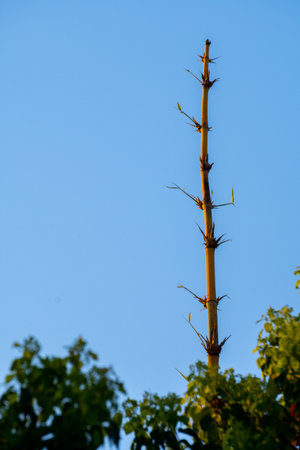 Bamboo tree stem reaching skyward against clear blue sky. Organic environment in Uttarakhand, India. Tall bamboo growth in natural habitat.の写真素材