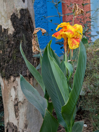 Canna Yellow King Humbert (Canna indica) flowering plant blooming in an organic garden in India.の写真素材