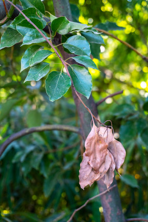 Camphor Tree Dry Leaves: Uttarakhand, India