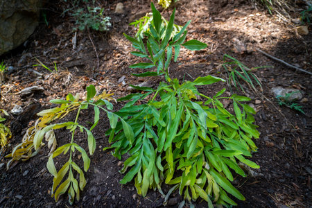 Cabbage tree (Cussonia arborea) thriving in the upper Himalayas of Uttarakhand, India, adapted to high-altitude climate.の写真素材