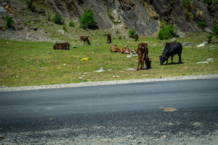 Herds grazing in the high-altitude pastures of Gangotri, Uttarakhand, sustaining Himalayan pastoral...