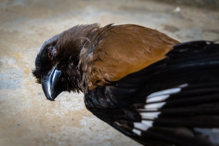 Dendrocitta formosae, or Grey Treepie, a medium-sized crow family bird, found fallen in its natural habitat.の写真素材