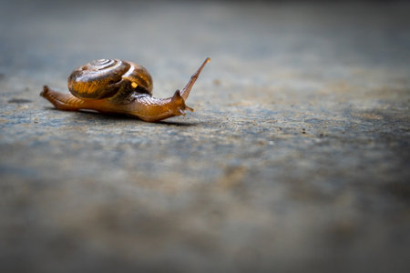 Aegopinella, a small air-breathing land snail from the Gastrodontidae family, captured crawling on concrete.の写真素材