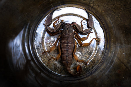 Centruroides gracilis, a Buthidae family scorpion, commonly known as Florida bark scorpion, caught in glass in India.の写真素材