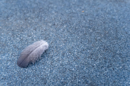 A delicate fallen pigeon feather rests on a rooftop tile, creating an artistic and serene composition in India. (Scientific Name: Columba liviaの写真素材