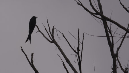 Black drongo, Dicrurus macrocercus, perched in a leafless tree in the wilds of Dehradun, Uttarakhand, India. An artistic silhouette shot.の写真素材