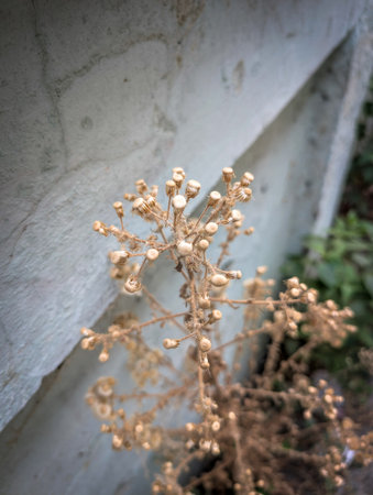 Close-up of dried plant with seed pods against a concrete wall.の写真素材