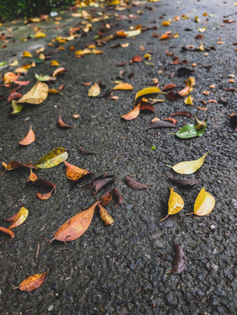 Colorful autumn leaves scattered on a wet asphalt road.の写真素材