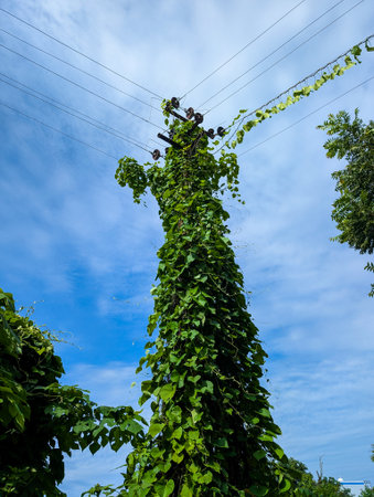A tall utility pole covered in green vines against a blue skyの写真素材