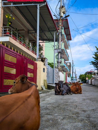 July2nd2025 Dehradun Uttarakhand India. Cows resting on a residential street with colorful houses.