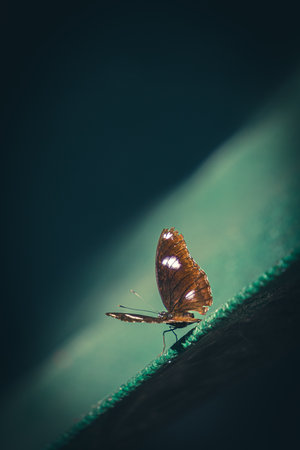 Male Great Eggfly butterfly (Hypolimnas bolina) resting on green surface with wings spread wideの写真素材
