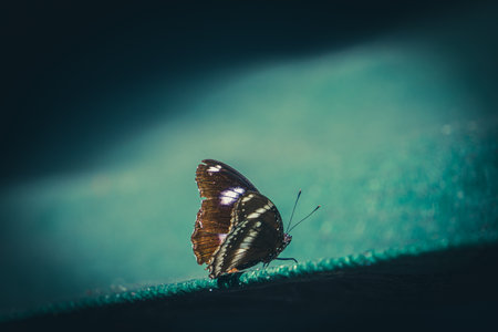 Male Great Eggfly butterfly (Hypolimnas bolina) resting on green surface with wings spread wideの写真素材