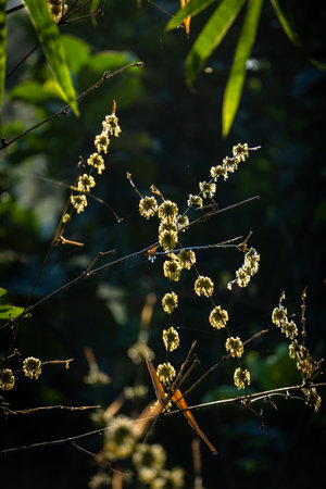 Plum blossom (Prunus mume) plant in Uttarakhand India with morning sun shining and fresh vibes