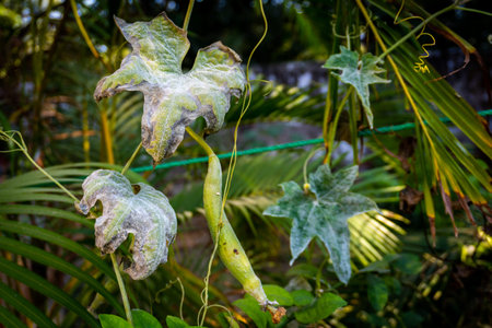Turai Luffa acutangula vine showing pest damage and leaf discoloration in Indian organic farmland