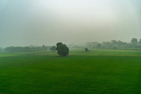Lush paddy Oryza sativa fields in Haryana India amid fog and mist creating serene rural landscapeの写真素材