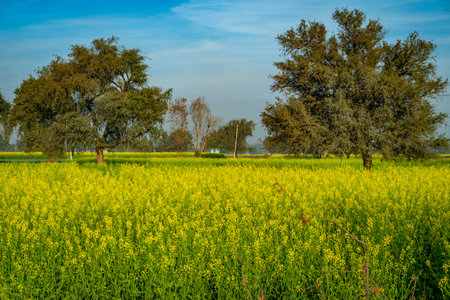 Sarso Brassica juncea mustard field in Haryana India with bright yellow flowers blooming in farmlandの写真素材